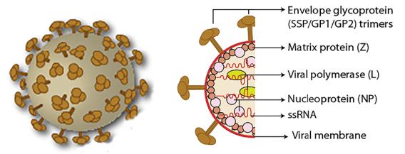 Arenavirus virion structure.