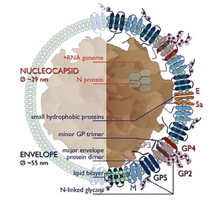 Arterivirus structure.