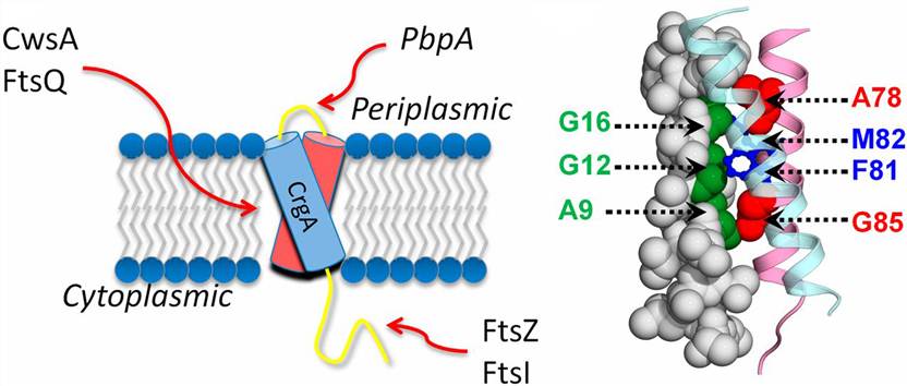 The structure of Mtb CrgA as a platform for assembling other interacting proteins.