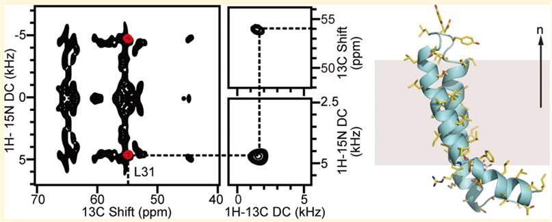 Structure of MerFt in DMPC phospholipid bilayers.