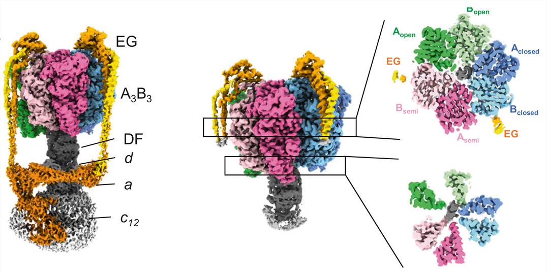 Cryo-EM density map for nucleotide-free V/A-ATPase.