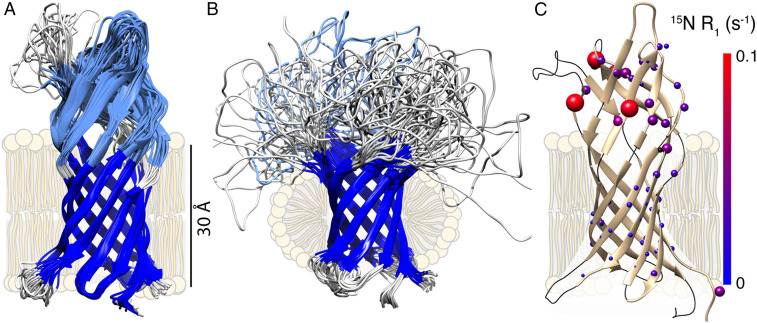 MR  structure and dynamics of AlkL.