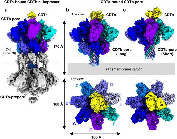 Cryo-EM density maps of CDTa-bound CDTb-pores.