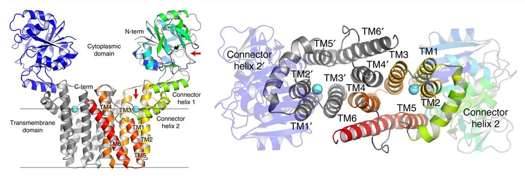 X-ray structure of IPCT/DIPPS.