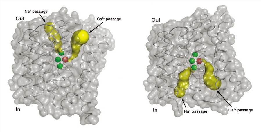 The outward-inward conformational change of NCX.