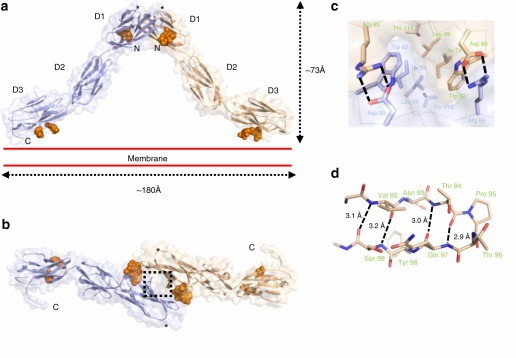 Crystal structure of the OPCML homodimer