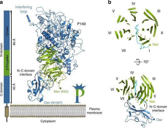 Structure of P140.