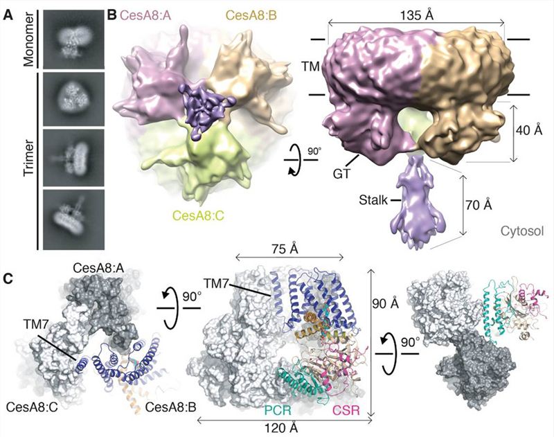 Cryo-EM structure of PttCesA8.