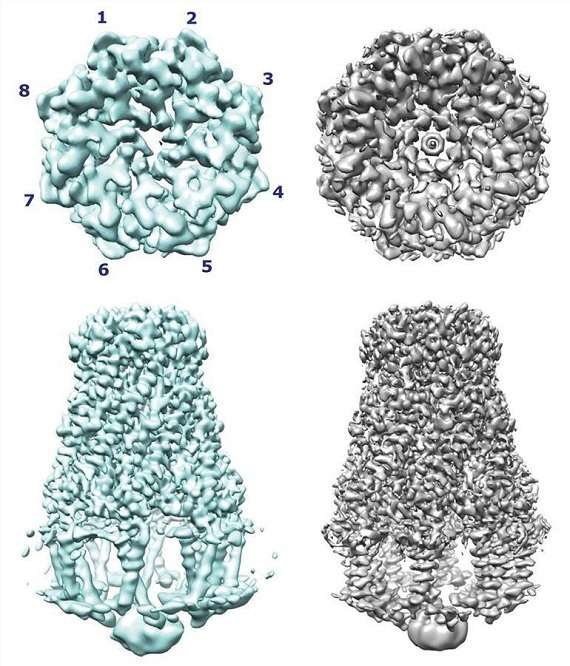 The overall structure of WzzB.