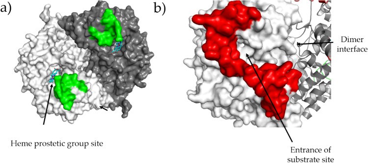 Regions whose conformation is peculiar for hCOX-1.