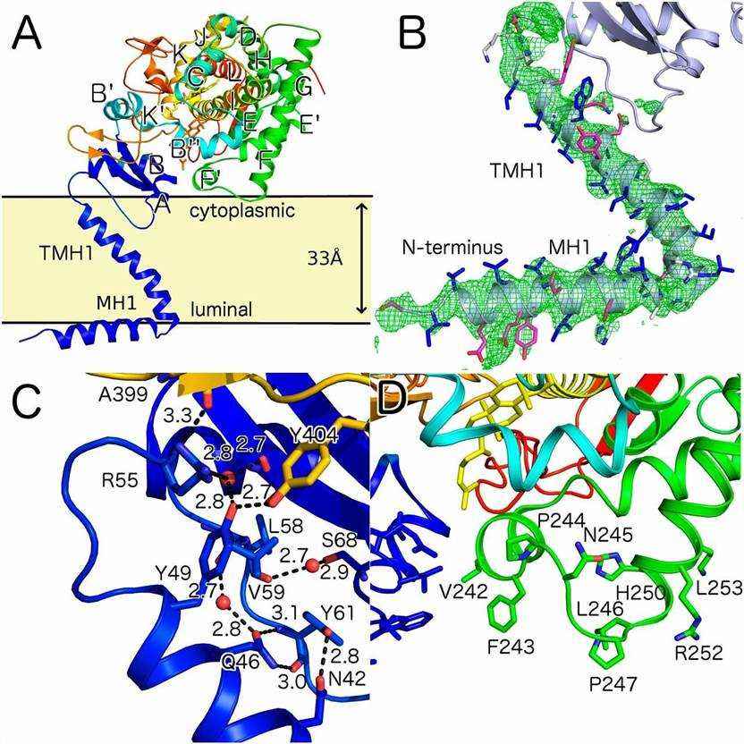 Overall fold of ScErg11p and predicted orientation in the lipid bilayer.