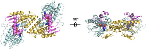 Overall structure of the bacterial NDH-2 homodimer.