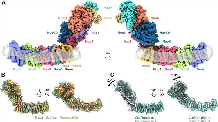 Architecture of E. coli respiratory complex I