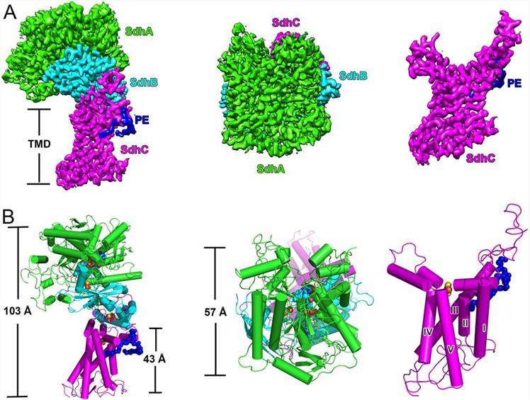 Overall structure of M. smegmatis Sdh1.