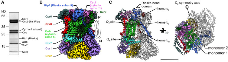 Overall structure of Candida albicans complex III.