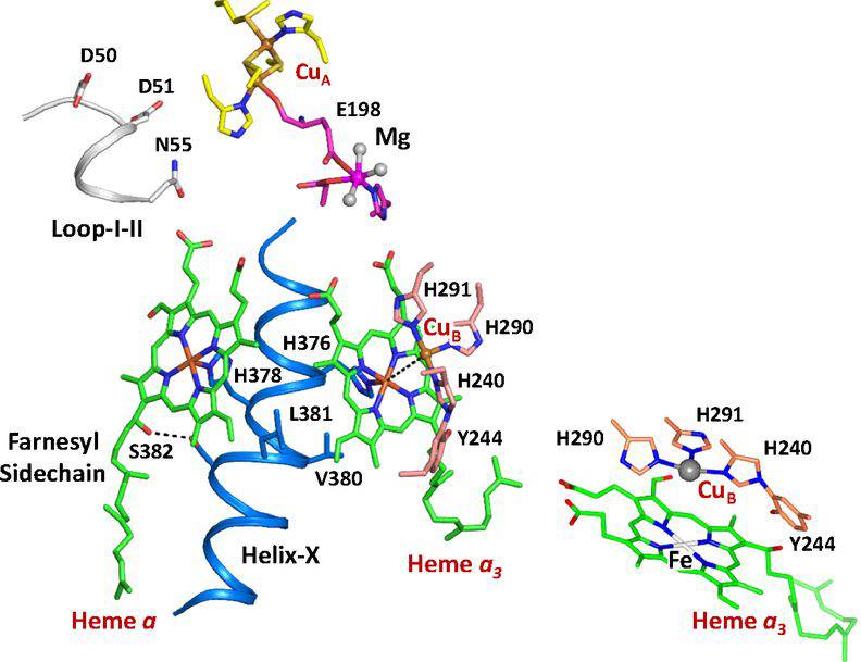 Active site structure of bCcO.