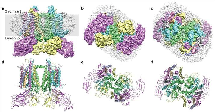 Cryo-EM structure of the cytb6f complex from spinach.