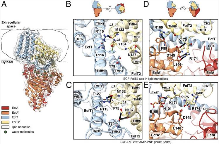 Cryo-EM structure of ECF-FolT2 in lipid nanodiscs.