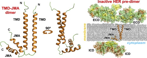 HER2-TMJMA in the micellar environment.