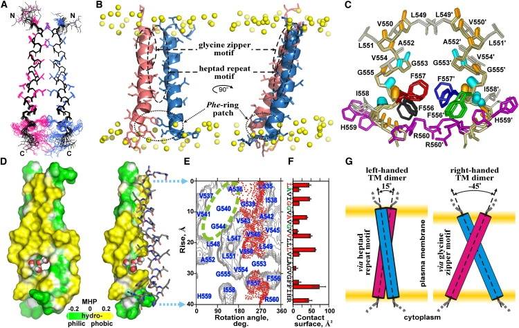 Spatial structure of the EphA2tm dimer.