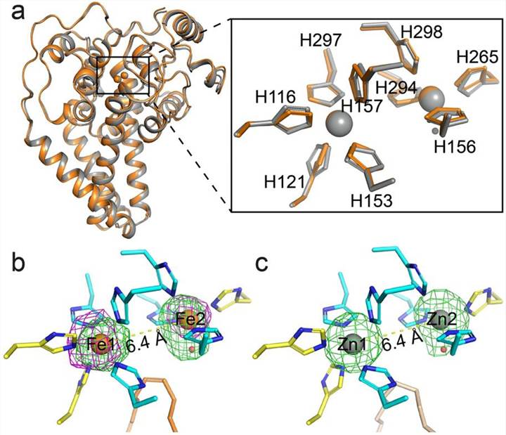 Crystal structure of iron-containing mouse SCD1.