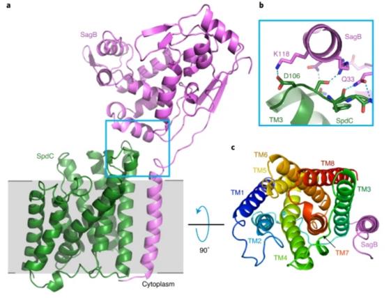 A crystal structure of the SagB-SpdC complex.