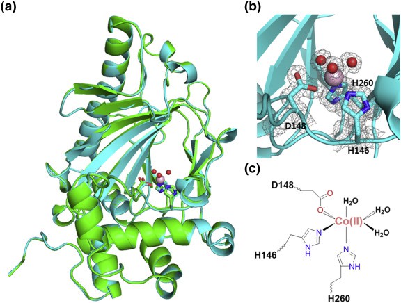 KdoOMI/Co(II) complex structure.