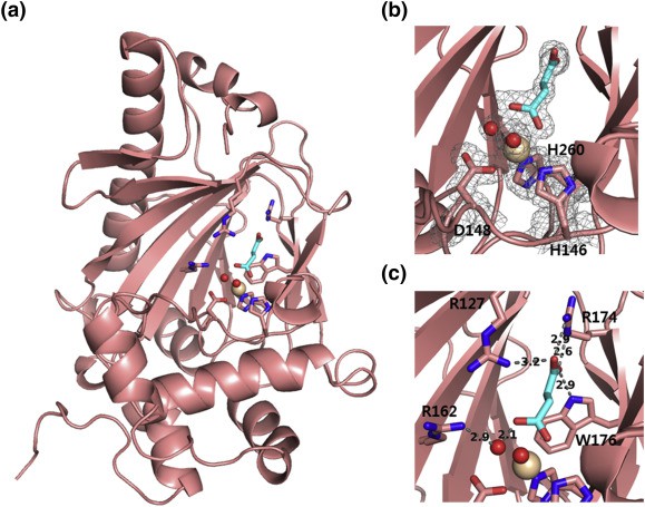 KdoOMI/succinate/Fe(III) complex (salmon)