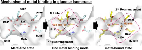 Mechanism of metal binding in glucose isomerase.
