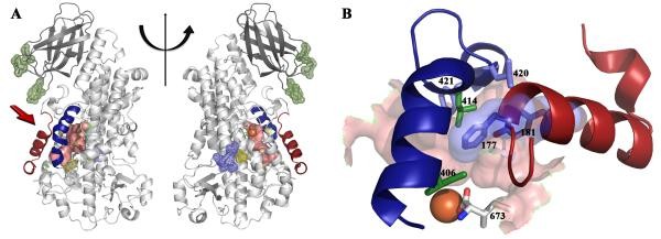 The structure of Stable-5-LOX