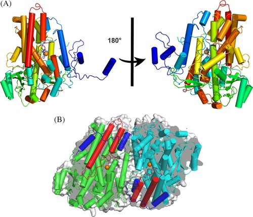 Dimeric FgLOX