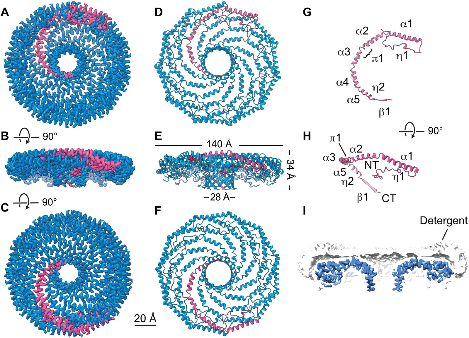 Cryo-EM structure of the 8S Cav1 complex.