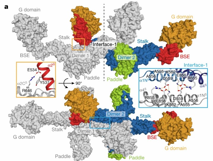 Assembly mechanism of Mgm1.