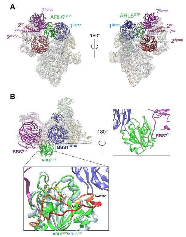 Two views of the cryo-EM map (transparent surface) and the near-atomic model of the BBSome–ARL6GTP complex shown in ribbon representation.