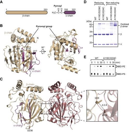 Structure of EcPsd.