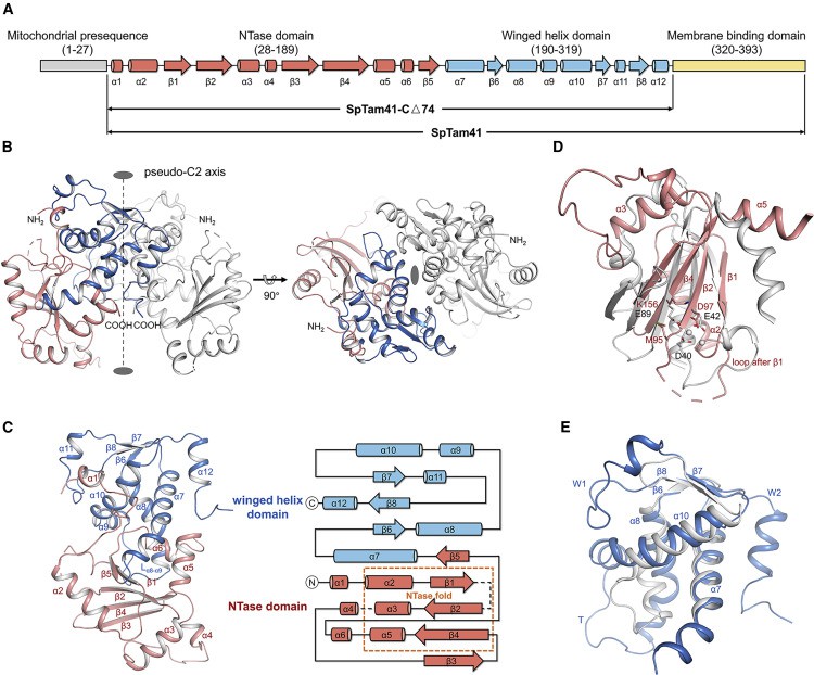 SpTam41 Contains an NTase Domain and a Winged Helix Domain.