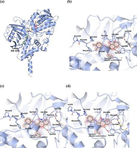 Crystal structure of human MAO-B in complex with chromone inhibitors.