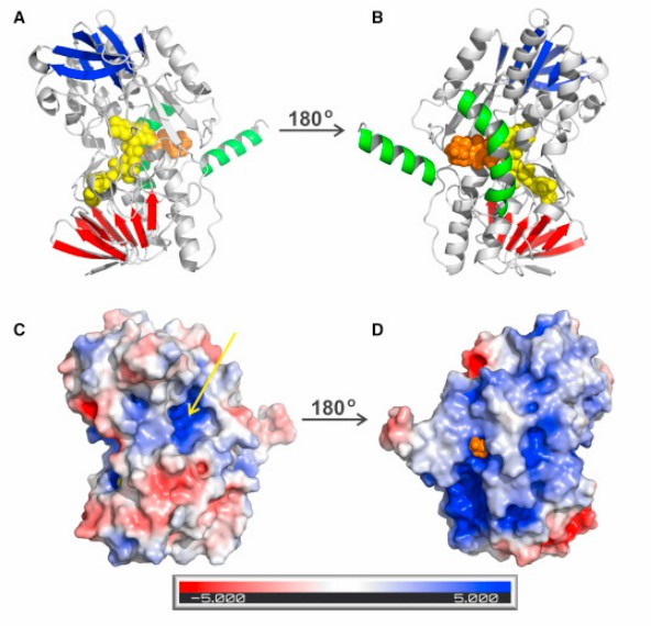 Overall Structure of Human SQOR.