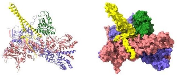 Structure-based Drug Design (SBDD) Services