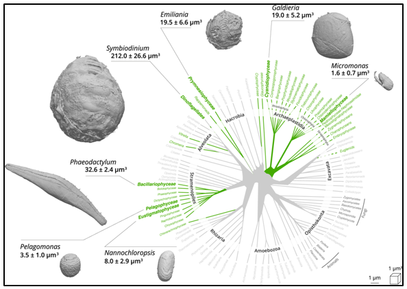 Subcellular Structure Analysis