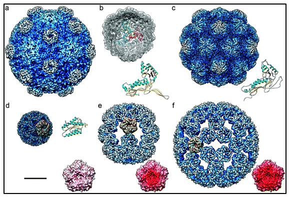 Subcellular Structure Analysis