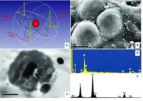 Electron Dispersive X-ray Spectroscopy (EDX)