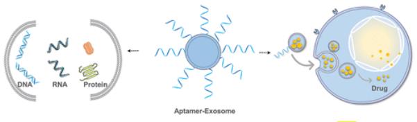 Aptamer-Exosomes for Tumor Theranostics.