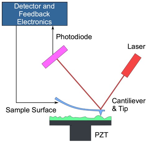 Working principle of AFM.