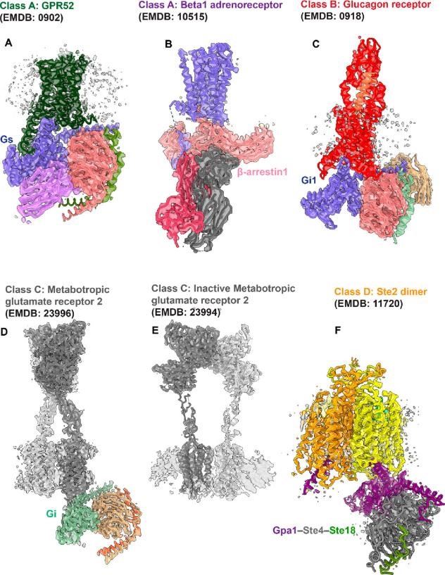 Cryo-EM structures of different G protein-coupled receptors.