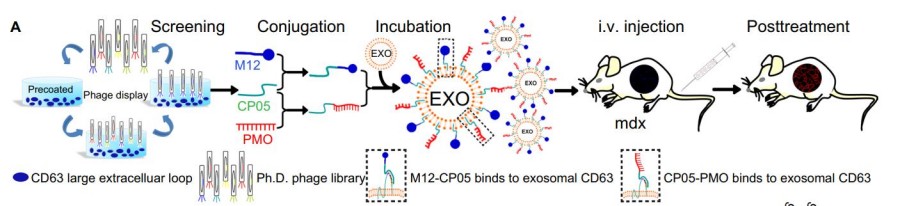Exosome Targeting Peptide Screening Service