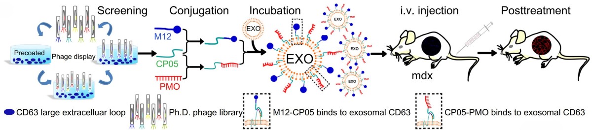 Diagram showing exosomal anchor peptide screening and functionalization on exosomes for targeted applications.