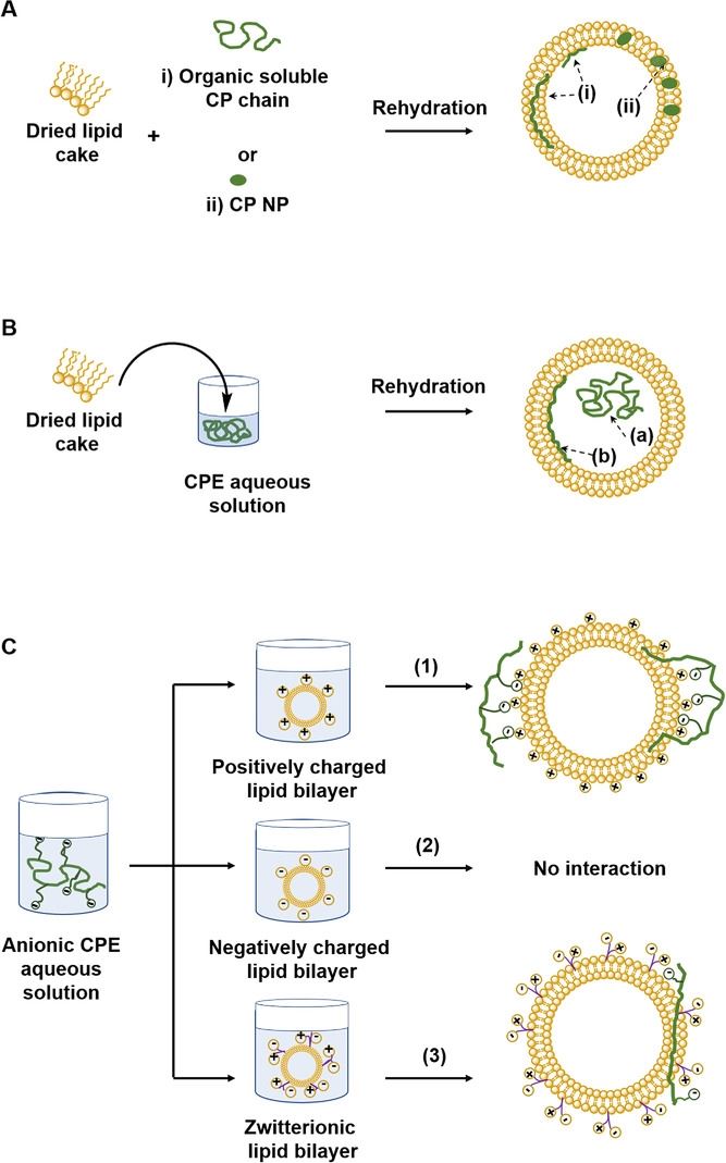 Polymer/polyelectrolyte-Liposome Complex.