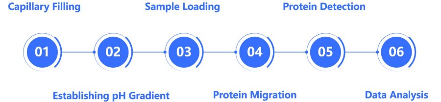 iCIEF workflow for protein charge variant analysis and characterization.