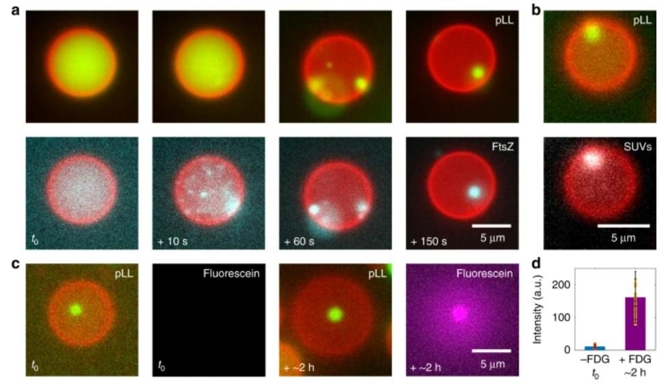 pLL/ATP condensate formed within liposomes.